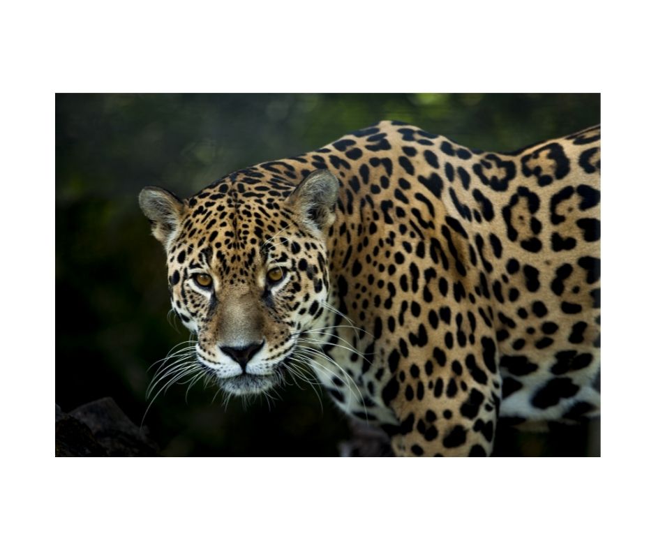 Jaguar cat